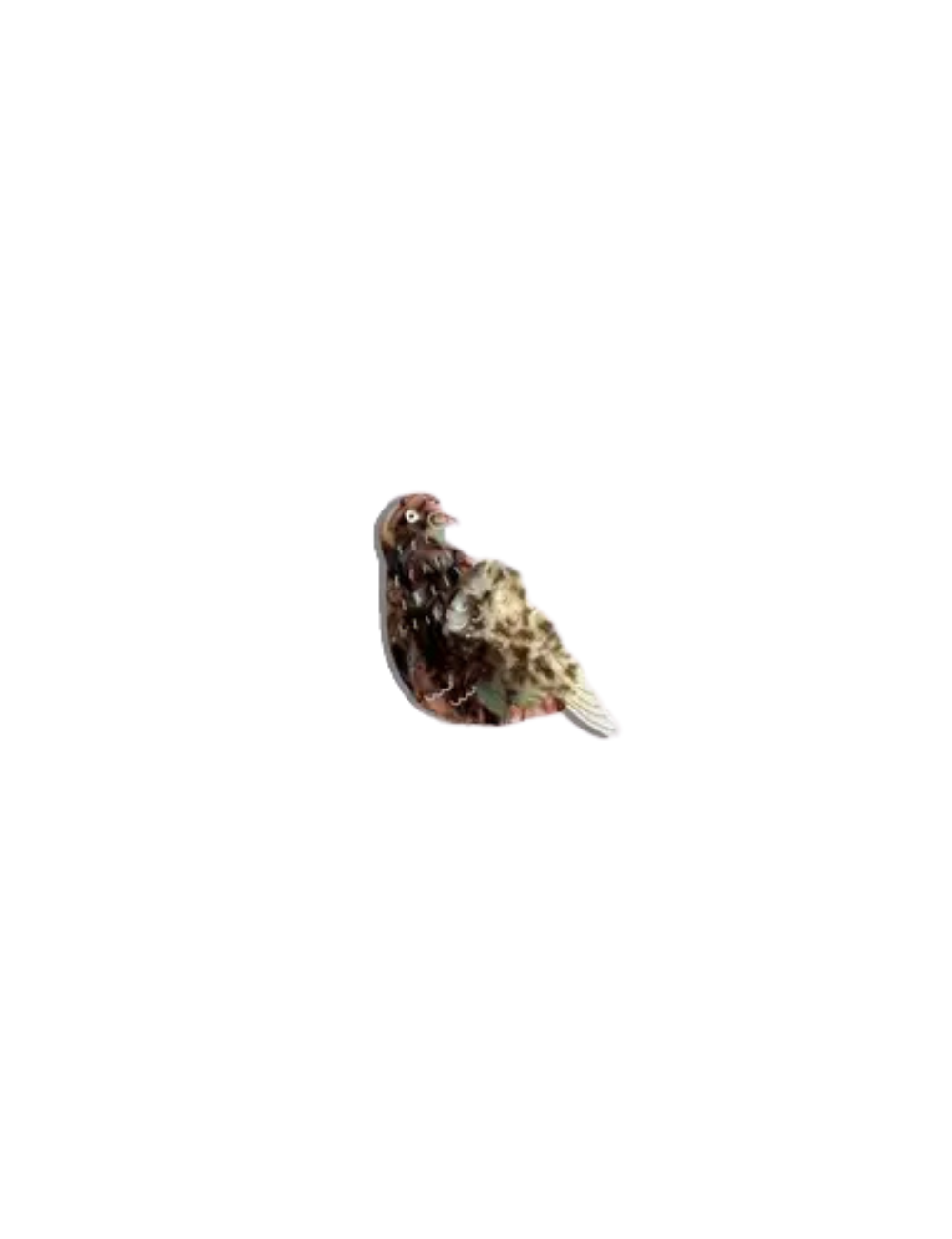 Pince pigeon