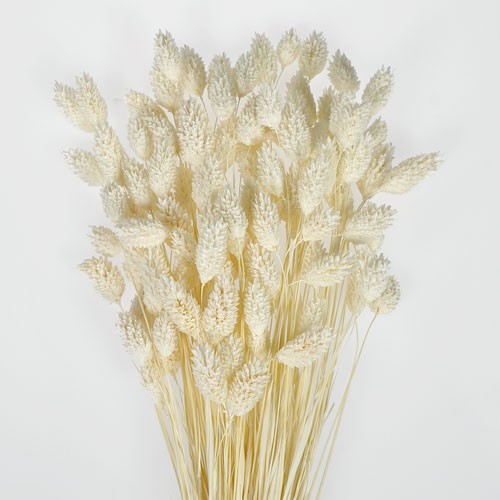 Phalaris - Blanc